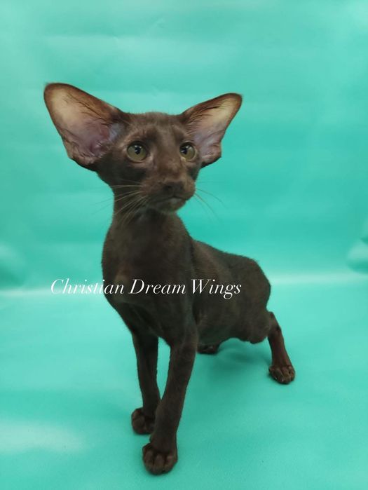 Орієнтальні кошенята