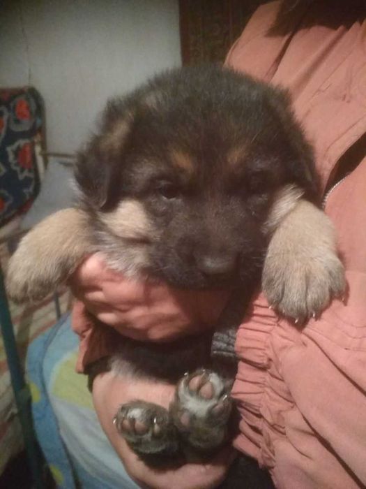 Продам щенков немецкой овчарки