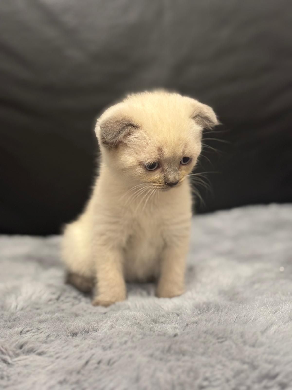 Scottish fold macho