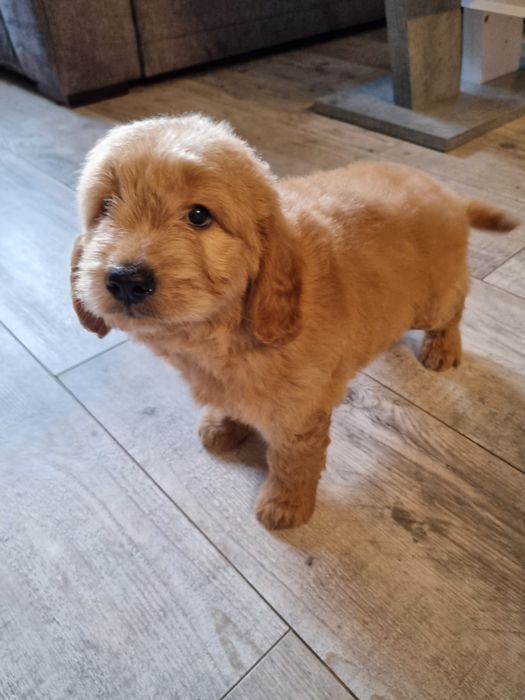Golden & Pudel goldendoodle mini piesek