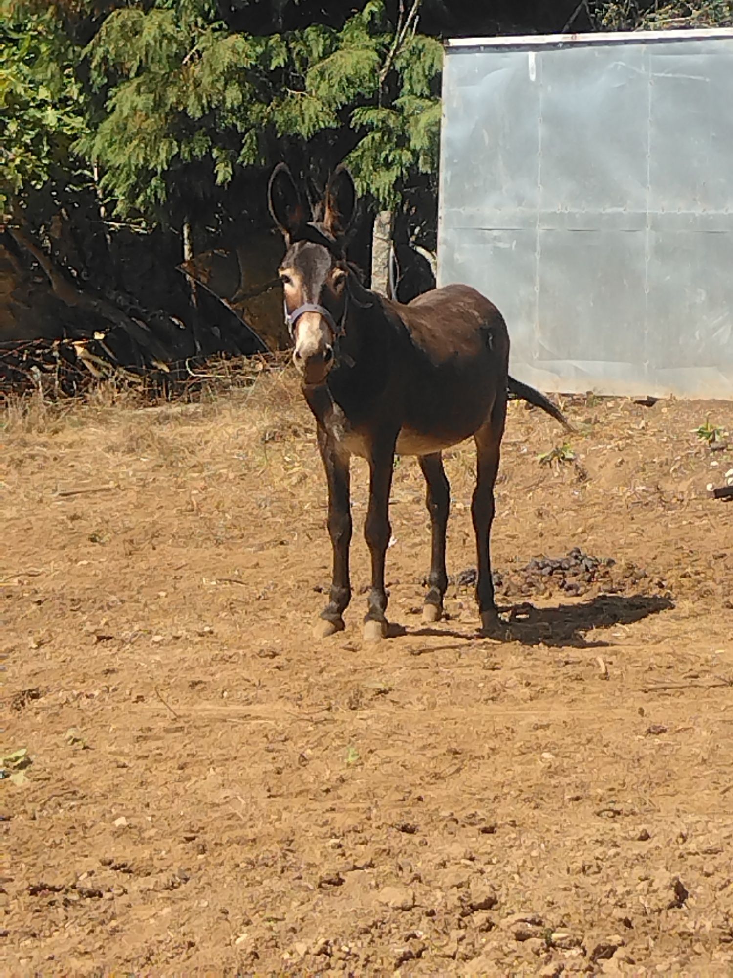 Macho burro inteiro
