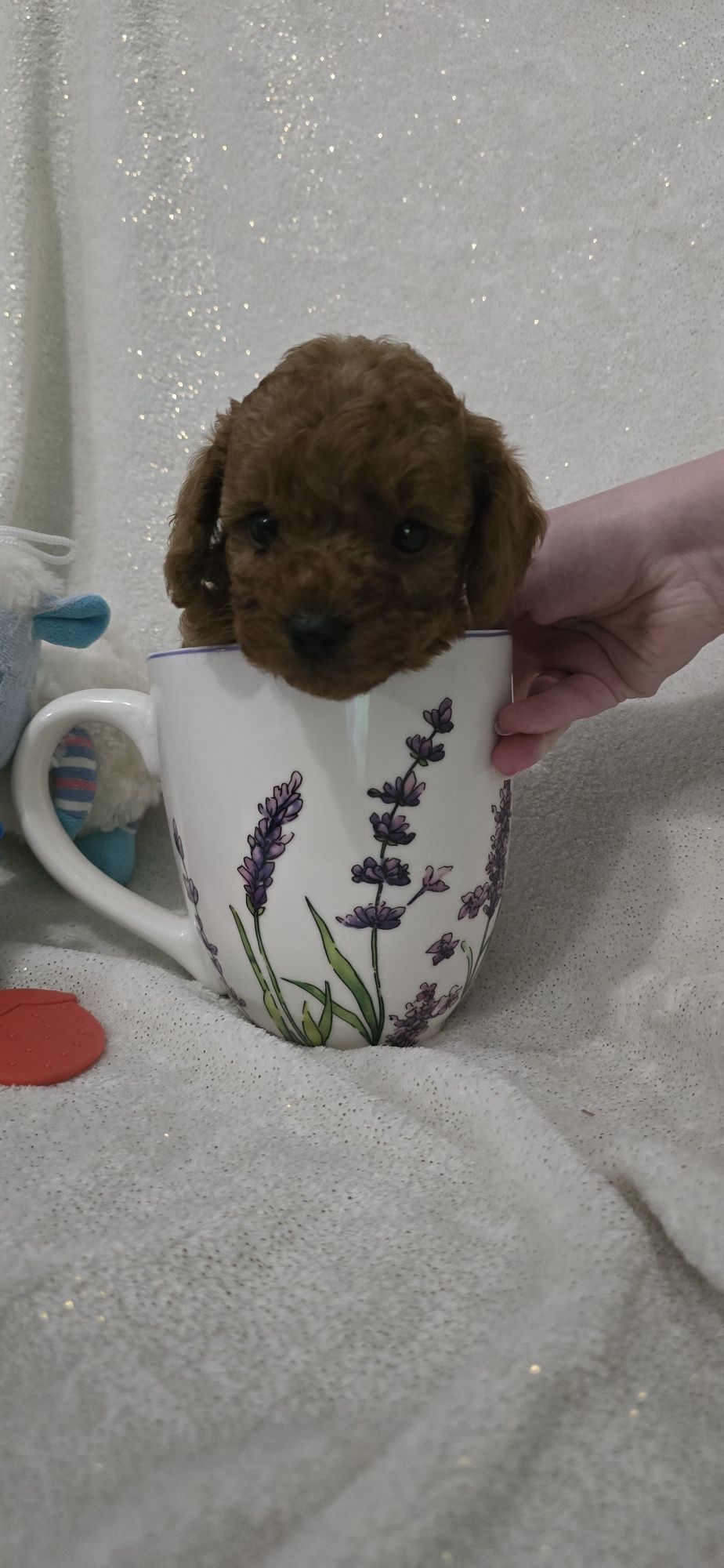 Maltipoo samczyk kolor Red Brown do odbioru
