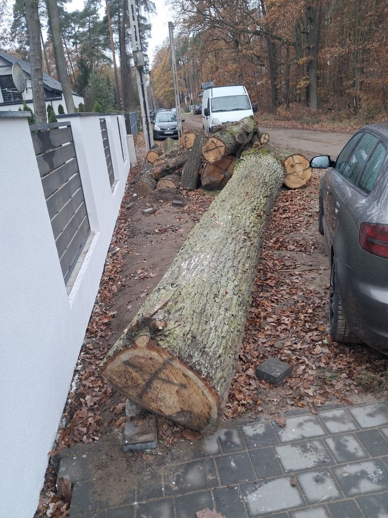 Sprzedam dąb kłoda ,tartaczną.