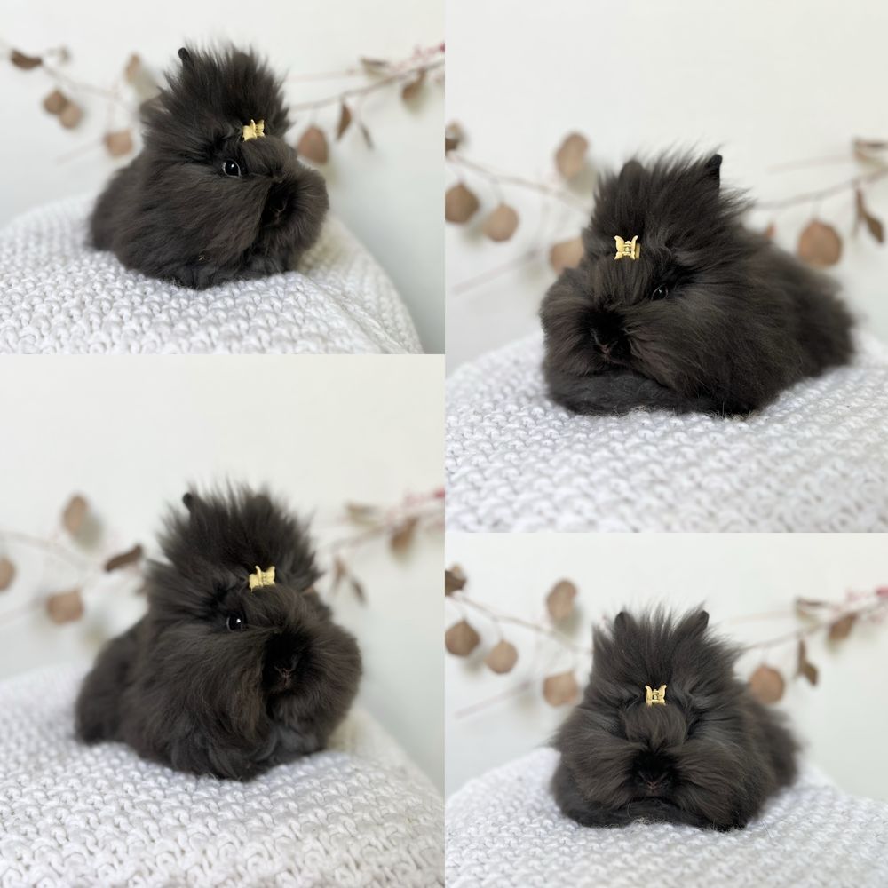 Króliczki Mini rasy Karzełek Teddy oraz Karzełek Niderlandzki