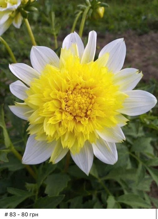 Жоржини кущі, георгіни