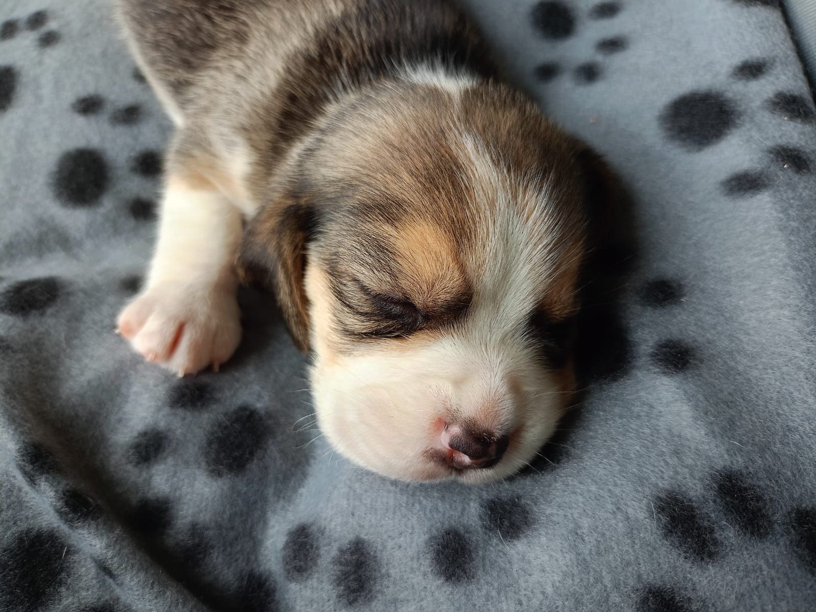 Piękna suczka Beagle tricolor metryka czip wyprawka