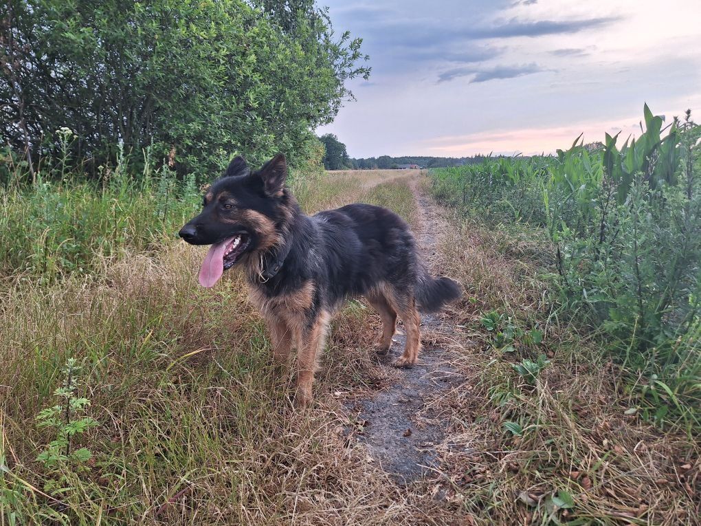 Młody pies w typie owczarka niemieckiego szuka domu