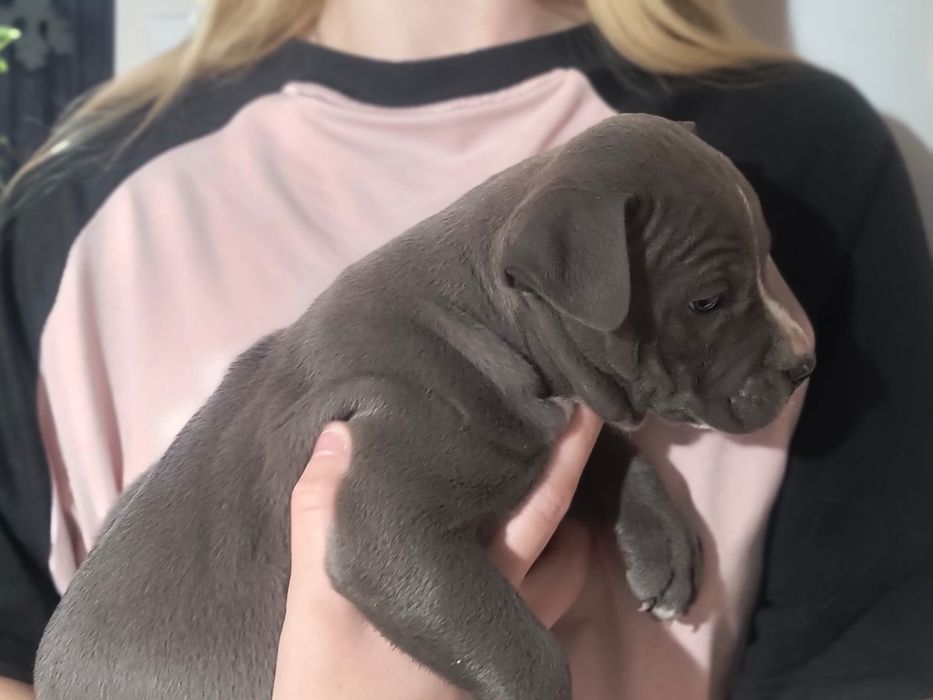 American stafford terrier gotowy do odbioru