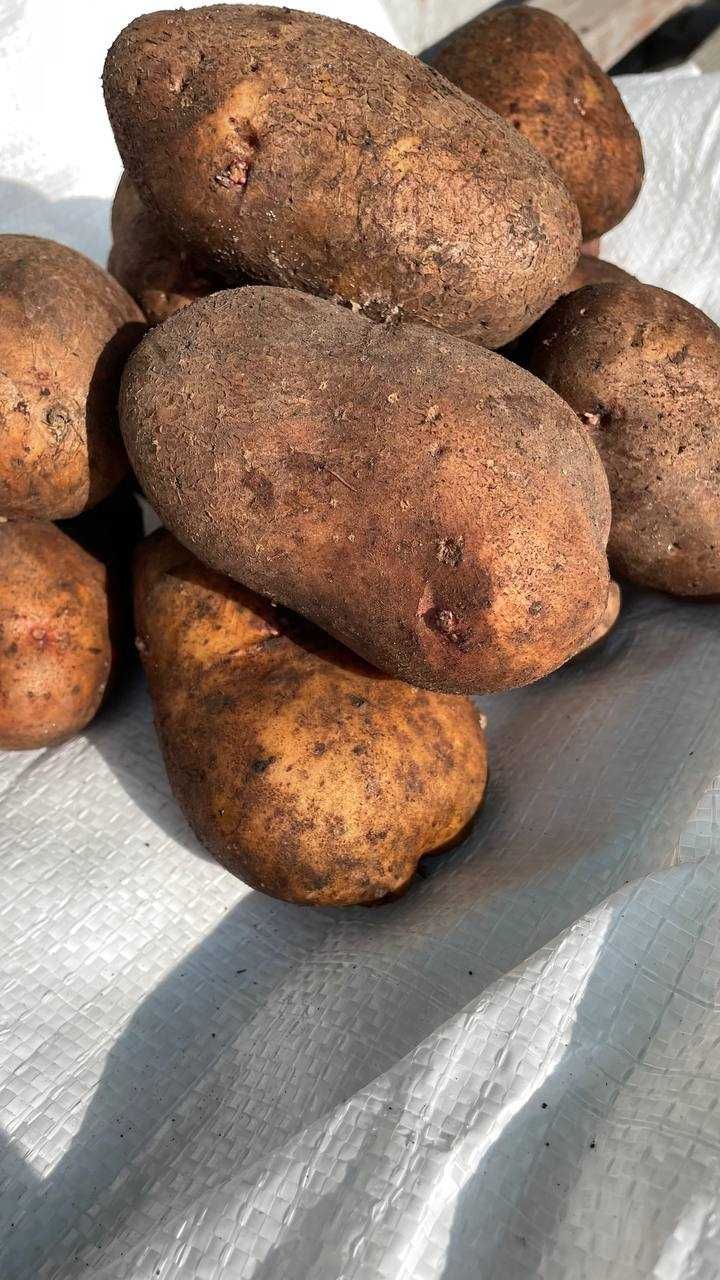Продам картоплю домашню слав'янку.