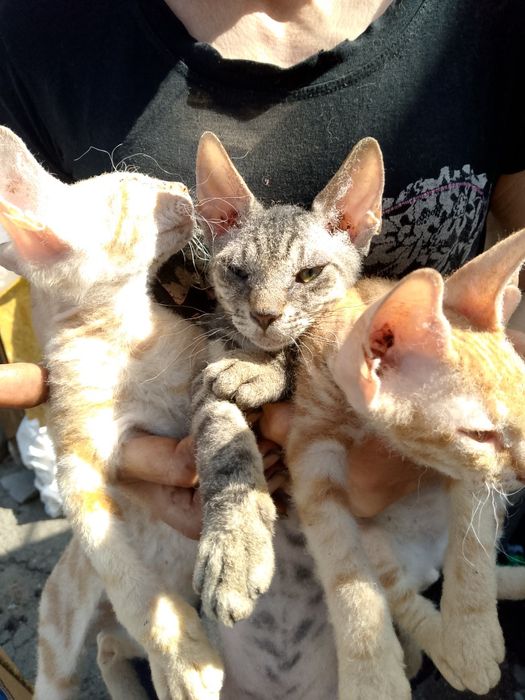 Продам котят  Сфинкс
