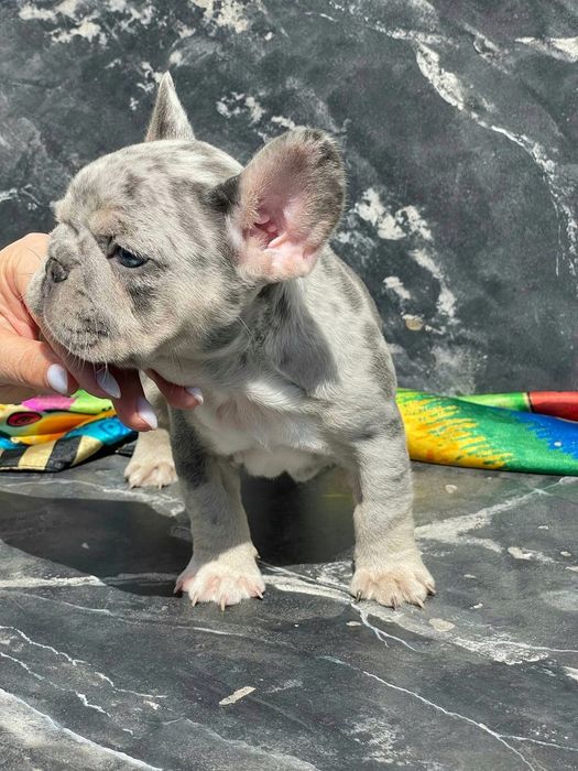 Дівчинка суперміні Isabella Merle