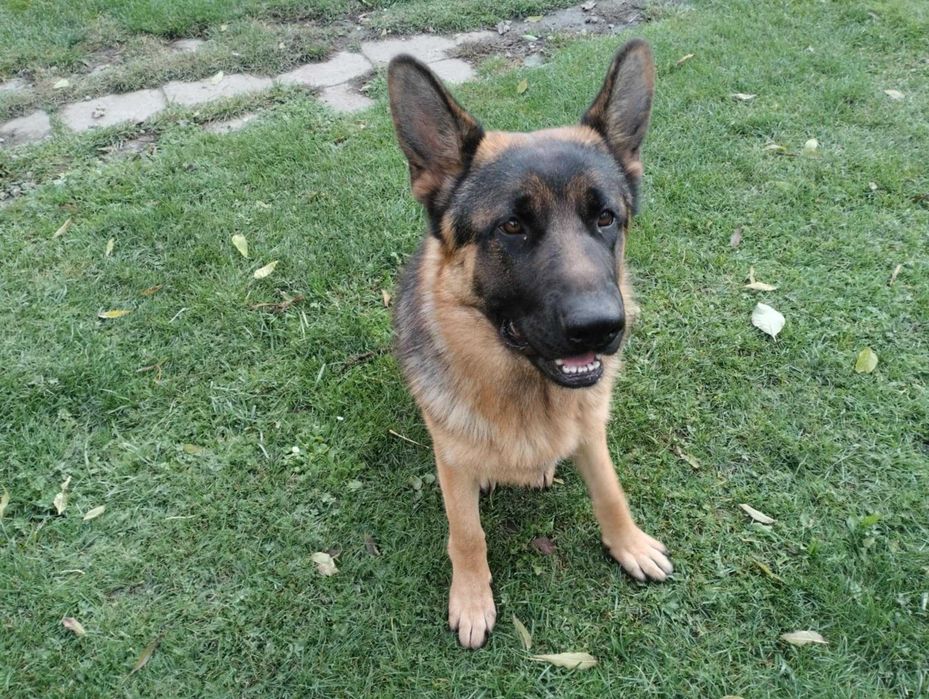 Owczarek Niemiecki krótkowłosy