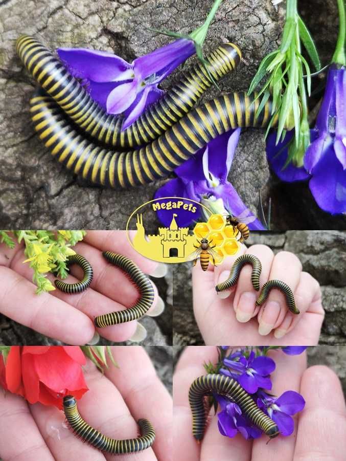 Anadenobolus monilicornis Krocionóg Wije Karaczany Mrówki Stonoga