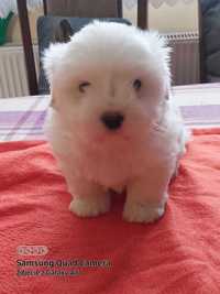 Coton de Tulear FCI (piesek)