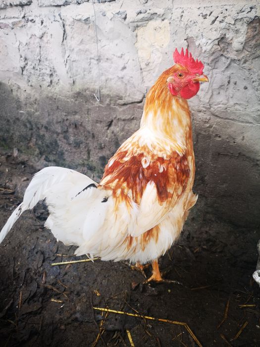 Sprzedam koguty, z Kwietnia tego roku