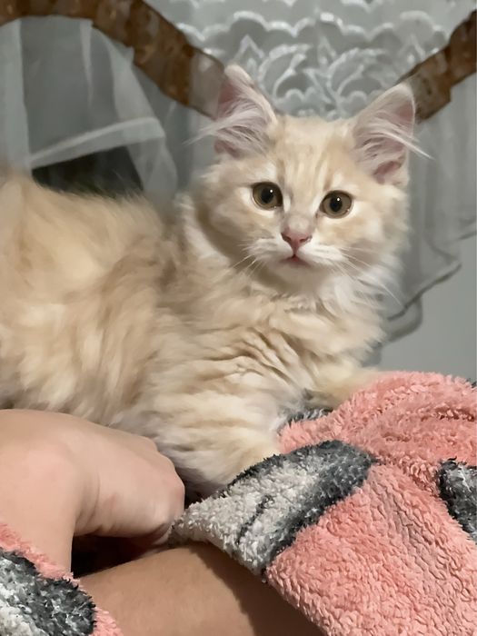 Віддам в хороші руки кошеня