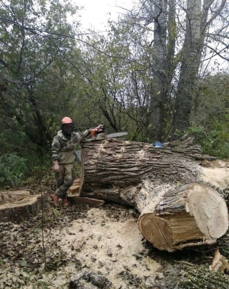 Спилить, дерево омолодить сад,покос травы, обоезка деревьев