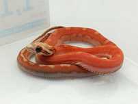 Wąż zbożowy Motley Scaleless het Amel/Ultra ph. 50% anery / Samica
