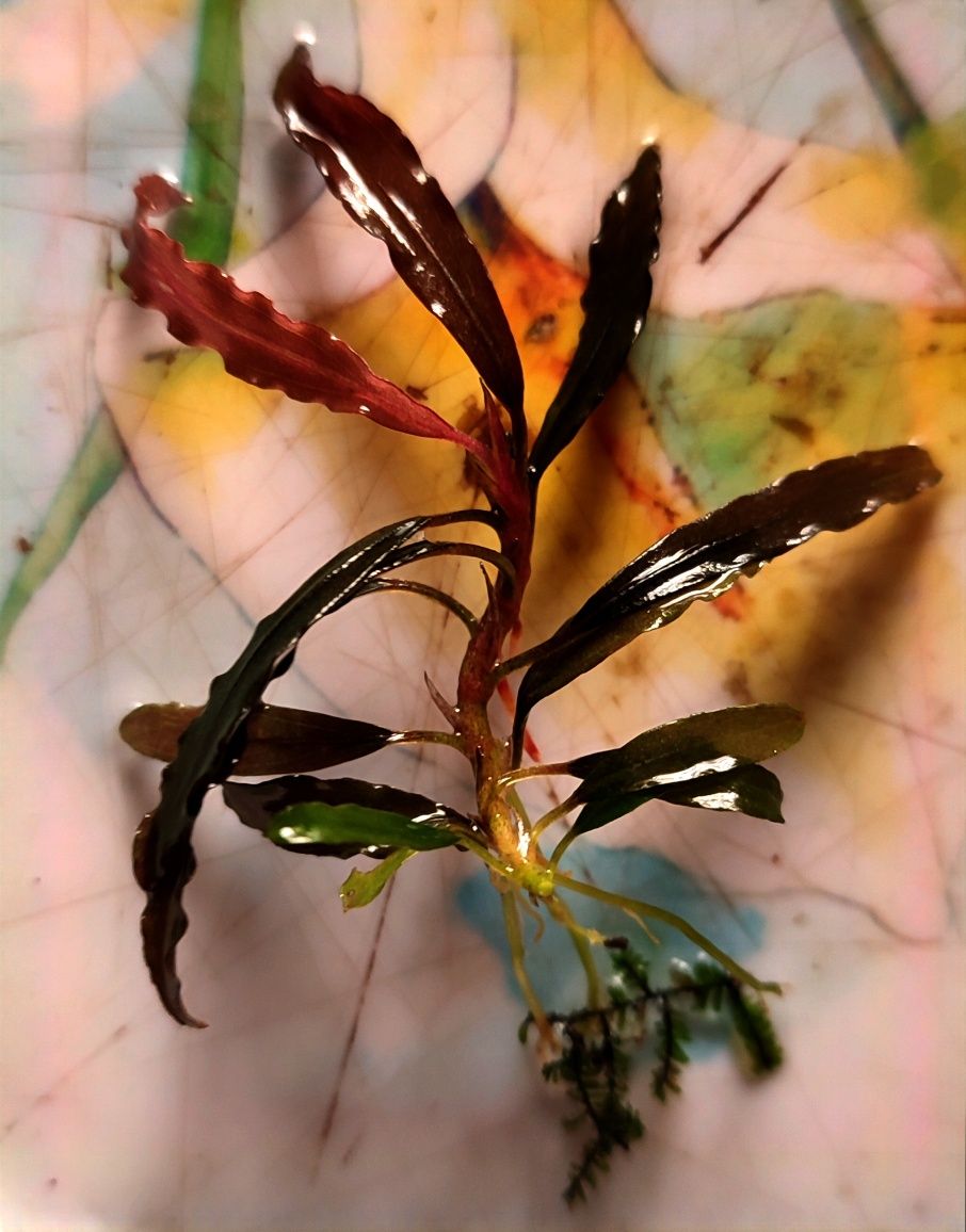 Bucephalandra red catherinae akwarystyczny rarytas!