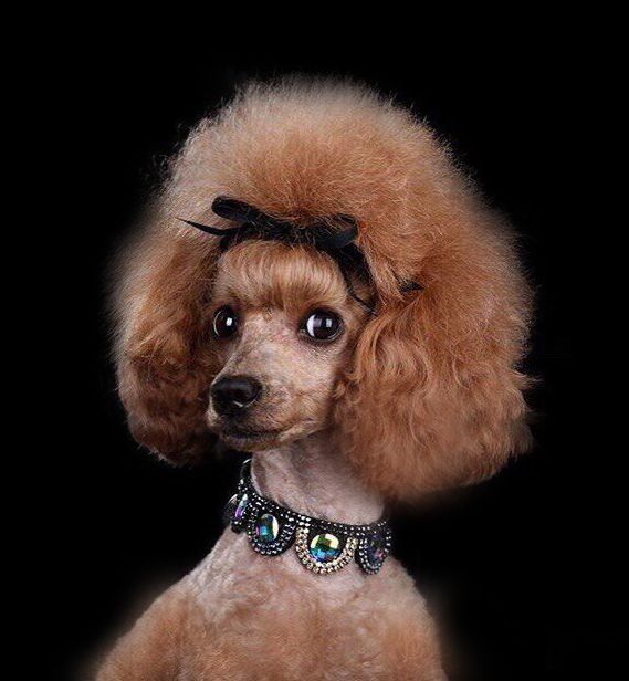 Груминг. Стрижка (тримминг) собак от 350грн