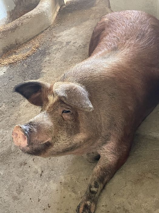 Porco DUROC.