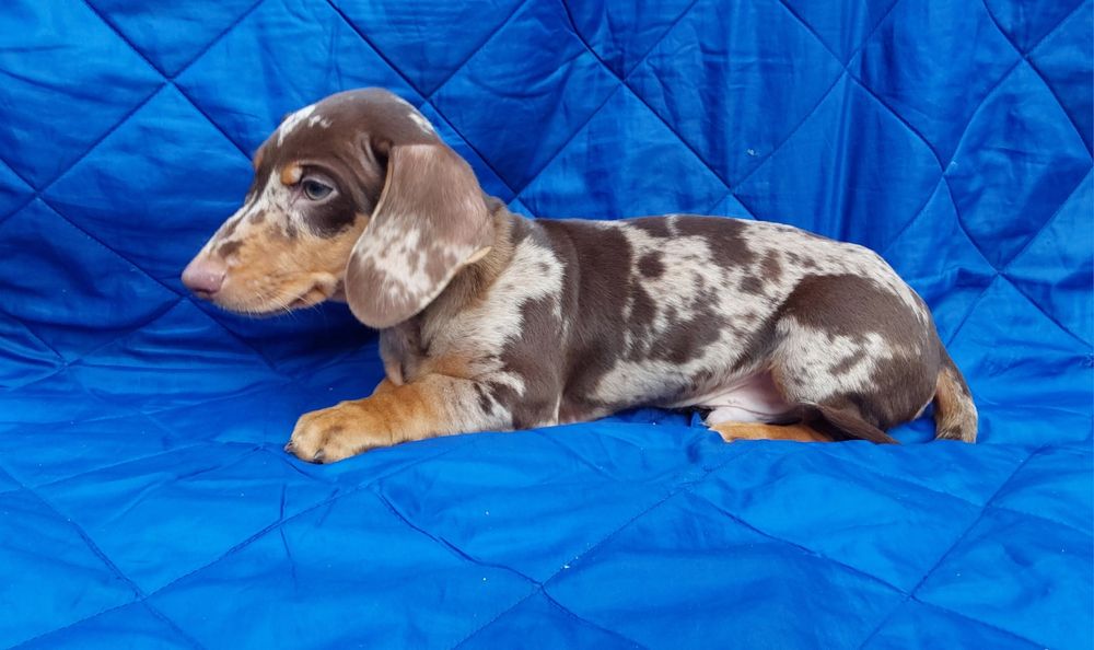 Jamnik krótkowłosy czekolada merlle pies