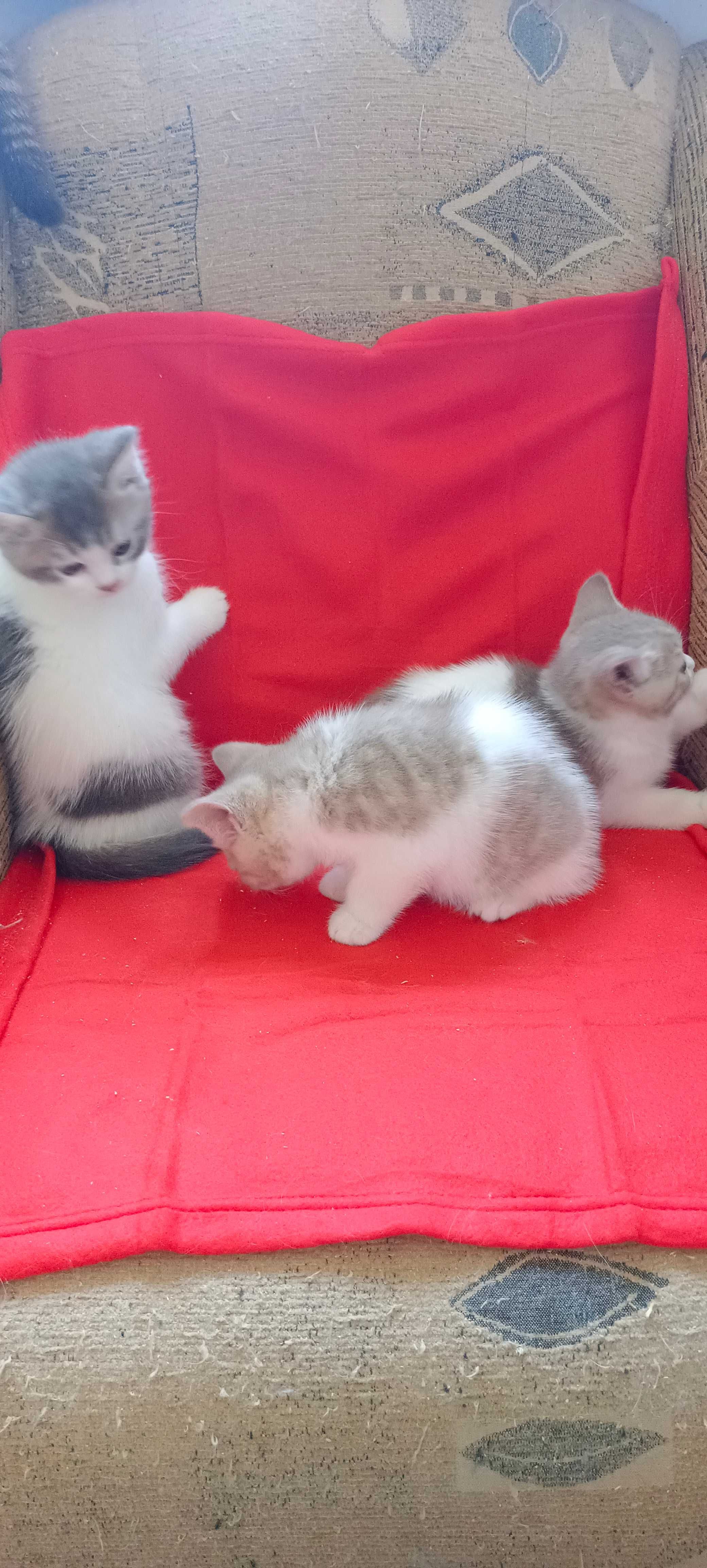Kotek brytyjski -kocurek promocja.