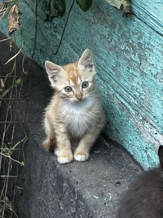 Кошенята в добрі руки!