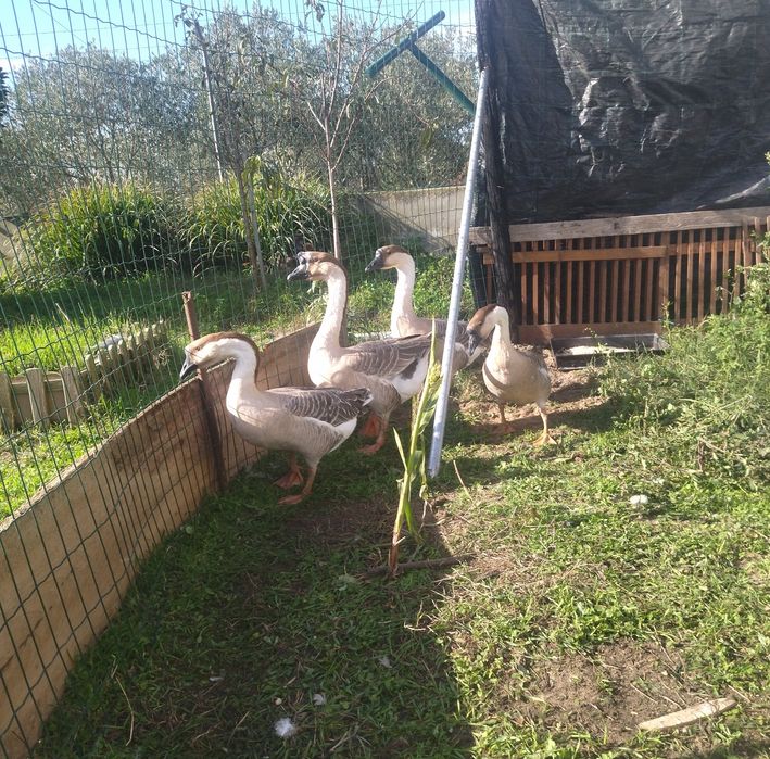 Gansos casais disponíveis