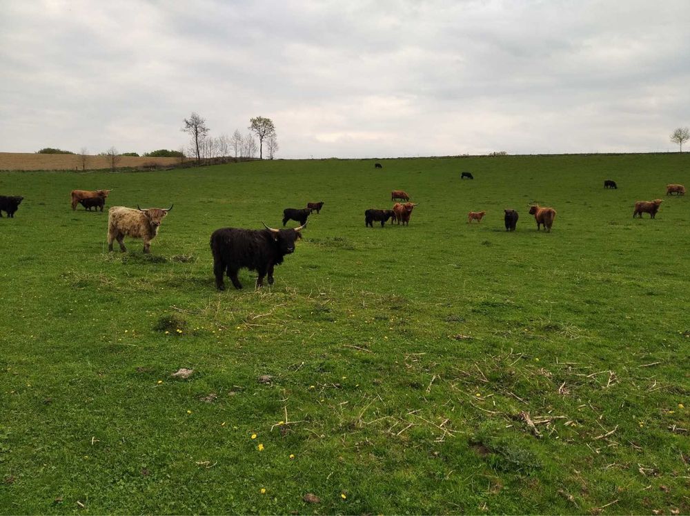 Bydło szkockie highland
