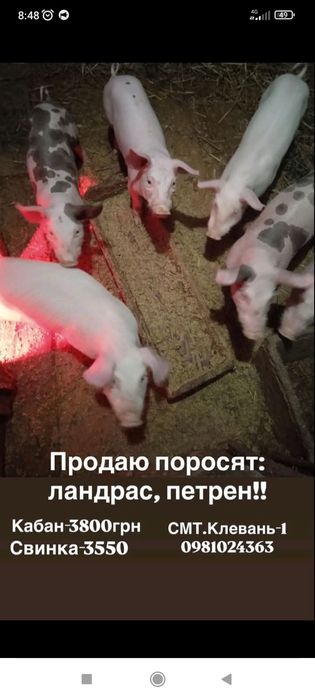 Продам поросята рівненська область