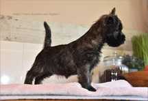 Cairn Terrier - rodowodowa (ZKwP/FCI) suczka po imporcie ze Szwecji