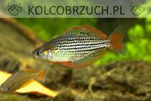 Tęczanka mniejsza - Melanotaenia maccullochi - dowóz, wysyłka