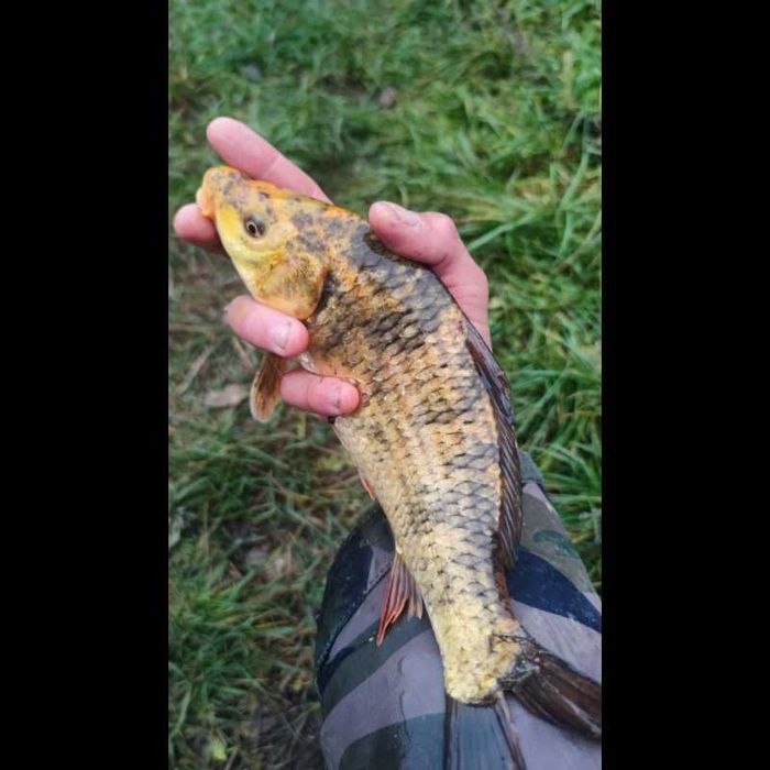Koi tarlak 25-40cm