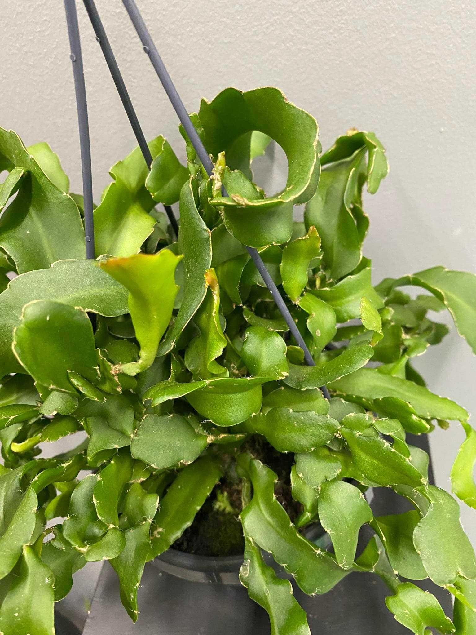 Epiphyllum guatemalense monstrose