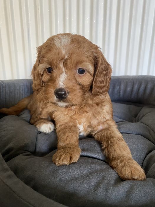 Zarezerwowana!!! Cavapoo F1B Asha Cavapoo&Pudel Miniaturowy