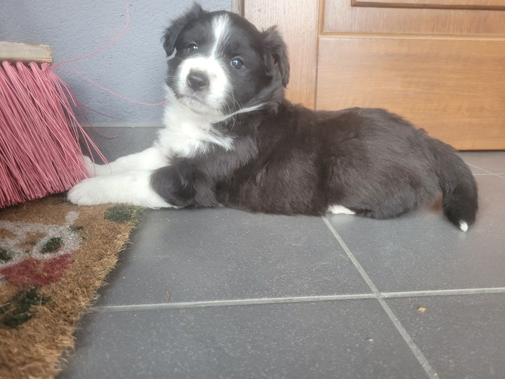 Sprzedam pieska rasy Border collie z rodowodem