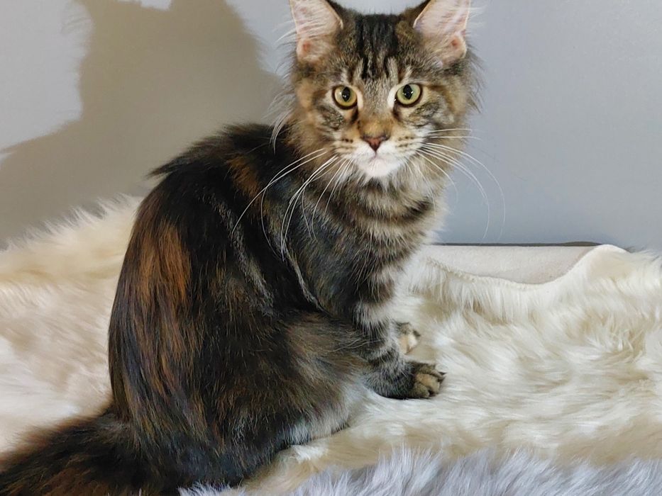 Xylia koteczka MCO FPL/FIFE