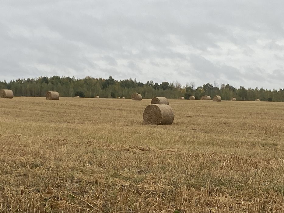 Солома пшенична і овсяна