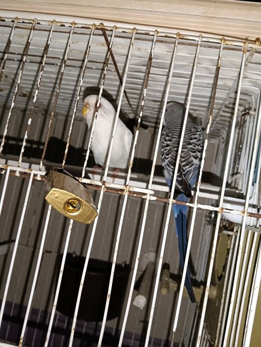 Vendo 2 casais de Piriquitos