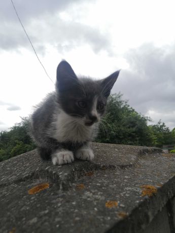 Віддам сіреньке котеня