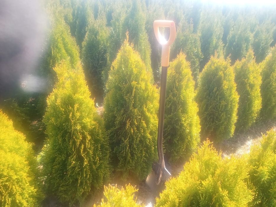 Tuje Szmaragd i brabant  od 100 do 220cm oraz _szmaragd żółty 100cm