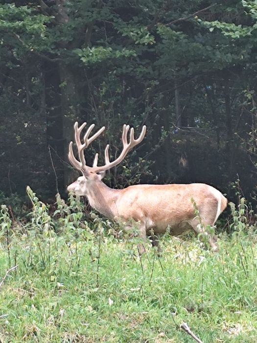 Jelen byk łowny zrzuty wience 12stak i 16stak