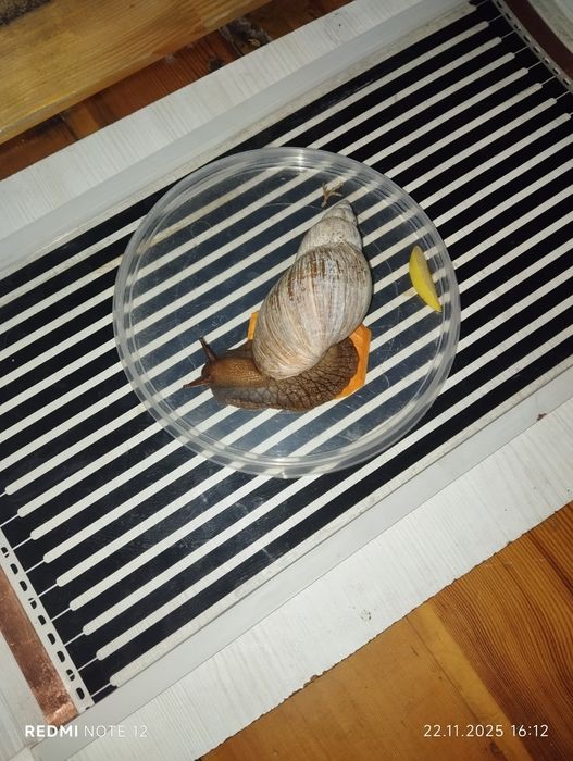 Равлик ахатина...