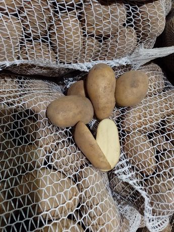 Ziemniaki jadalne lrys Catania Noya Ricarda