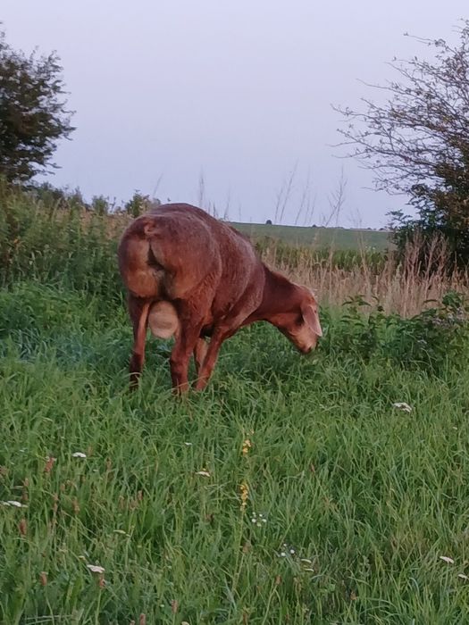 Баран гісарський кордючний