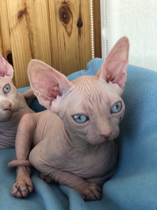 Сфінкс дівчинка  білій поинт