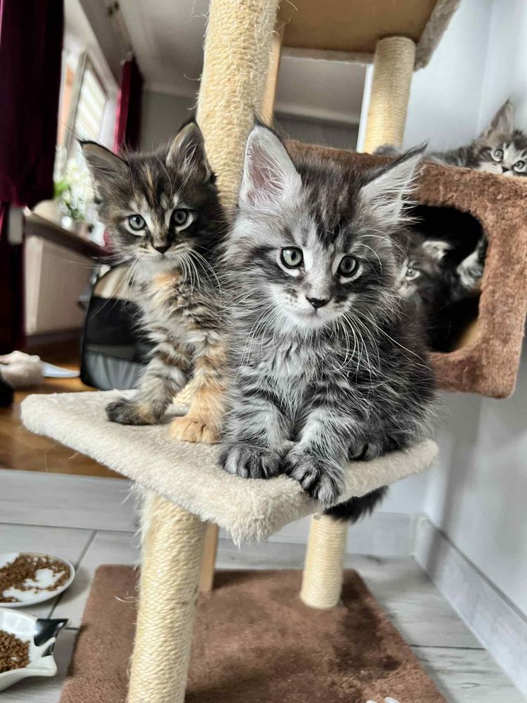 Śliczne Maine Coon