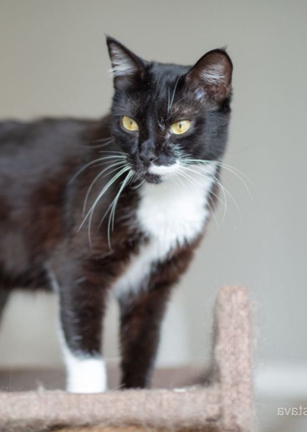 Панда 1.5 годика котенок, кошечка, красивая кошка, трехцветка