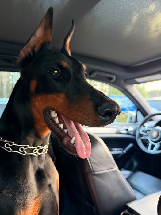 Дівчинка чистокровного добермана